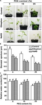 Ethylene-Induced Hydrogen Sulfide Negatively Regulates Ethylene Biosynthesis by Persulfidation of ACO in Tomato Under Osmotic Stress